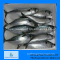 fresh frozen mackerel fish